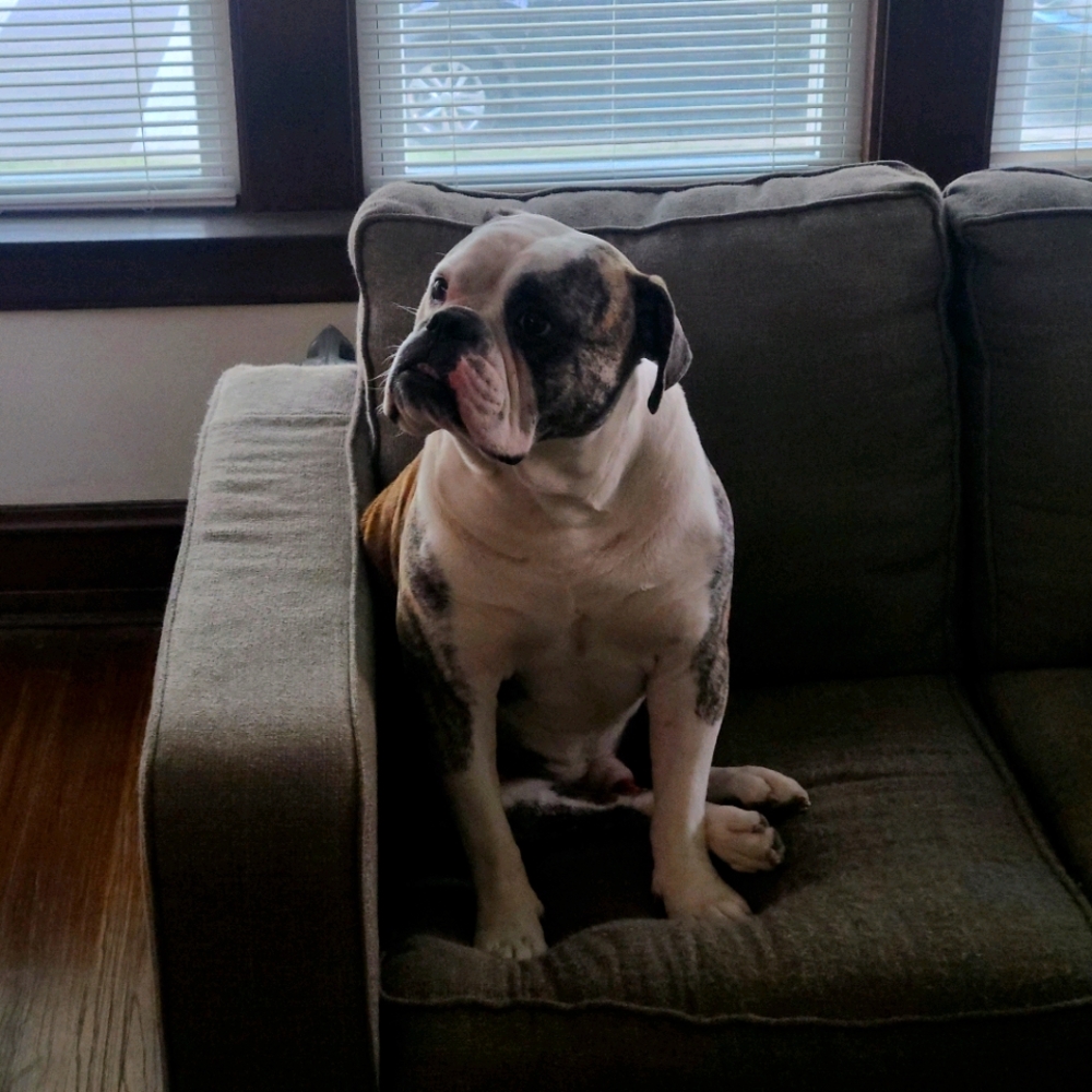 Meet your Posher, Ray